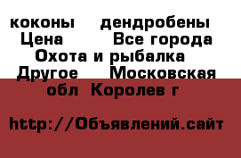 коконы    дендробены › Цена ­ 25 - Все города Охота и рыбалка » Другое   . Московская обл.,Королев г.